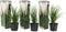 Plant in a Box - Cortaderia selloana - Set van 3 - Witte Pampas siergrassen - Pot 9cm - Hoogte 25-40cm