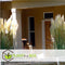 Plant in a Box - Cortaderia selloana - Set van 3 - Witte Pampas siergrassen - Pot 9cm - Hoogte 25-40cm