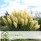Plant in a Box - Cortaderia selloana - Set van 3 - Witte Pampas siergrassen - Pot 9cm - Hoogte 25-40cm