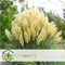 Plant in a Box - Cortaderia selloana - Set van 3 - Witte Pampas siergrassen - Pot 9cm - Hoogte 25-40cm