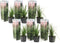 Plant in a Box -Cortaderia selloana - Set van 6 - Roze Pampas siergrassen - Pot 9cm - Hoogte 25-40cm