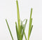 Plant in a Box -Cortaderia selloana - Set van 6 - Roze Pampas siergrassen - Pot 9cm - Hoogte 25-40cm