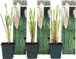 Plant in a Box -Cortaderia selloana - Set van 6 - Witte Pampas siergrassen - Pot 9cm - Hoogte 25-40cm