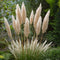 Plant in a Box -Cortaderia selloana - Set van 6 - Witte Pampas siergrassen - Pot 9cm - Hoogte 25-40cm