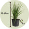 Plant in a Box -Cortaderia selloana - Set van 6 - Witte Pampas siergrassen - Pot 9cm - Hoogte 25-40cm