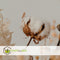 Plant in a Box - Cotton Branch - Katoen - Droogbloemen - set van 3 takken - Hoogte 40-60 cm