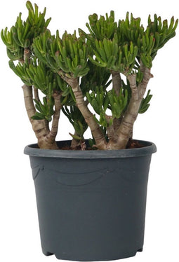 Plant in a Box - Crassula ovata Hobbit - Vetplant - Kamerplant - Pot 30cm - Hoogte 55-60cm