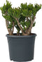 Plant in a Box - Crassula ovata Hobbit - Vetplant - Kamerplant - Pot 30cm - Hoogte 55-60cm