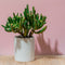 Plant in a Box - Crassula ovata Hobbit - Vetplant - Kamerplant - Pot 30cm - Hoogte 55-60cm