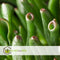 Plant in a Box - Crassula ovata Hobbit - Vetplant - Kamerplant - Pot 23cm - Hoogte 45-50cm