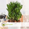 Plant in a Box - Crassula ovata Hobbit - Vetplant - Kamerplant - Pot 23cm - Hoogte 45-50cm