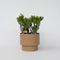 Plant in a Box - Crassula ovata Hobbit - Vetplant - Kamerplant - Pot 30cm - Hoogte 55-60cm