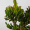 Plant in a Box - Crassula ovata Hobbit - Vetplant - Kamerplant - Pot 30cm - Hoogte 55-60cm