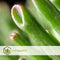 Plant in a Box - Crassula ovata Hobbit - Vetplant - Kamerplant - Pot 23cm - Hoogte 45-50cm