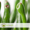Plant in a Box - Crassula ovata Hobbit - Vetplant - Kamerplant - Pot 23cm - Hoogte 45-50cm