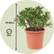 Plant in a Box - Crassula ovata Hobbit - Vetplant - Kamerplant - Pot 30cm - Hoogte 55-60cm