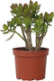 Plant in a Box - Crassula ovata Minor - Vetplant - Kamerplant - Pot 17cm - Hoogte 30-35cm