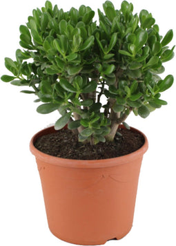 Plant in a Box - Crassula ovata Minor - Vetplant - Kamerplant - Pot 30cm - Hoogte 60-65cm
