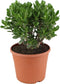 Plant in a Box - Crassula ovata Minor - Vetplant - Kamerplant - Pot 30cm - Hoogte 60-65cm