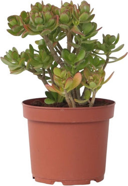 Plant in a Box - Crassula ovata Minor - Vetplant - Kamerplant - Pot 23cm - Hoogte 45-50cm