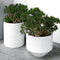 Plant in a Box - Crassula ovata Minor - Vetplant - Kamerplant - Pot 17cm - Hoogte 30-35cm
