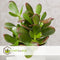 Plant in a Box - Crassula ovata Minor - Vetplant - Kamerplant - Pot 30cm - Hoogte 60-65cm