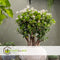 Plant in a Box - Crassula ovata Minor - Vetplant - Kamerplant - Pot 30cm - Hoogte 60-65cm