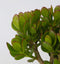 Plant in a Box - Crassula ovata Minor - Vetplant - Kamerplant - Pot 17cm - Hoogte 30-35cm