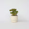 Plant in a Box - Crassula ovata Minor - Vetplant - Kamerplant - Pot 23cm - Hoogte 45-50cm