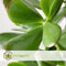Plant in a Box - Crassula ovata Minor - Vetplant - Kamerplant - Pot 30cm - Hoogte 60-65cm