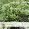 Plant in a Box - Crassula ovata Minor - Vetplant - Kamerplant - Pot 30cm - Hoogte 60-65cm