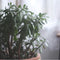 Plant in a Box - Crassula ovata Minor - Vetplant - Kamerplant - Pot 23cm - Hoogte 45-50cm