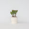 Plant in a Box - Crassula ovata Minor - Vetplant - Kamerplant - Pot 17cm - Hoogte 30-35cm
