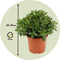 Plant in a Box - Crassula ovata Minor - Vetplant - Kamerplant - Pot 17cm - Hoogte 30-35cm