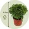 Plant in a Box - Crassula ovata Minor - Vetplant - Kamerplant - Pot 23cm - Hoogte 45-50cm