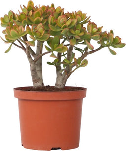 Plant in a Box - Crassula ovata Sunset - Vetplant - Kamerplant - Pot 23cm - Hoogte 45-50cm