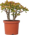 Plant in a Box - Crassula ovata Sunset - Vetplant - Kamerplant - Pot 17cm - Hoogte 30-35cm