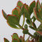 Plant in a Box - Crassula ovata Sunset - Vetplant - Kamerplant - Pot 30cm - Hoogte 55-60cm