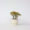 Plant in a Box - Crassula ovata Sunset - Vetplant - Kamerplant - Pot 17cm - Hoogte 30-35cm