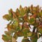 Plant in a Box - Crassula ovata Sunset - Vetplant - Kamerplant - Pot 17cm - Hoogte 30-35cm
