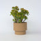 Plant in a Box - Crassula ovata Sunset - Vetplant - Kamerplant - Pot 30cm - Hoogte 55-60cm