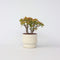 Plant in a Box - Crassula ovata Sunset - Vetplant - Kamerplant - Pot 23cm - Hoogte 45-50cm