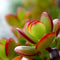 Plant in a Box - Crassula ovata Sunset - Vetplant - Kamerplant - Pot 17cm - Hoogte 30-35cm