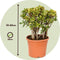 Plant in a Box - Crassula ovata Sunset - Vetplant - Kamerplant - Pot 30cm - Hoogte 55-60cm