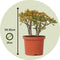 Plant in a Box - Crassula ovata Sunset - Vetplant - Kamerplant - Pot 17cm - Hoogte 30-35cm