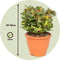 Plant in a Box - Crassula ovata Sunset - Vetplant - Kamerplant - Pot 23cm - Hoogte 45-50cm