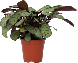 Plant in a Box - Ctenanthe Amagris - Grijs/groen blad - Groene kamerplant - Pot 14cm - Hoogte 25-35cm