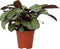 Plant in a Box - Ctenanthe Amagris - Grijs/groen blad - Groene kamerplant - Pot 14cm - Hoogte 25-35cm