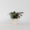 Plant in a Box - Ctenanthe Amagris - Grijs/groen blad - Groene kamerplant - Pot 14cm - Hoogte 25-35cm