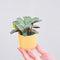 Plant in a Box - Ctenanthe Amagris - Grijs/groen blad - Groene kamerplant - Pot 14cm - Hoogte 25-35cm